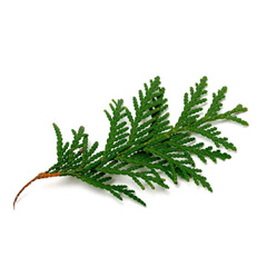 Эфирное масло кипариса